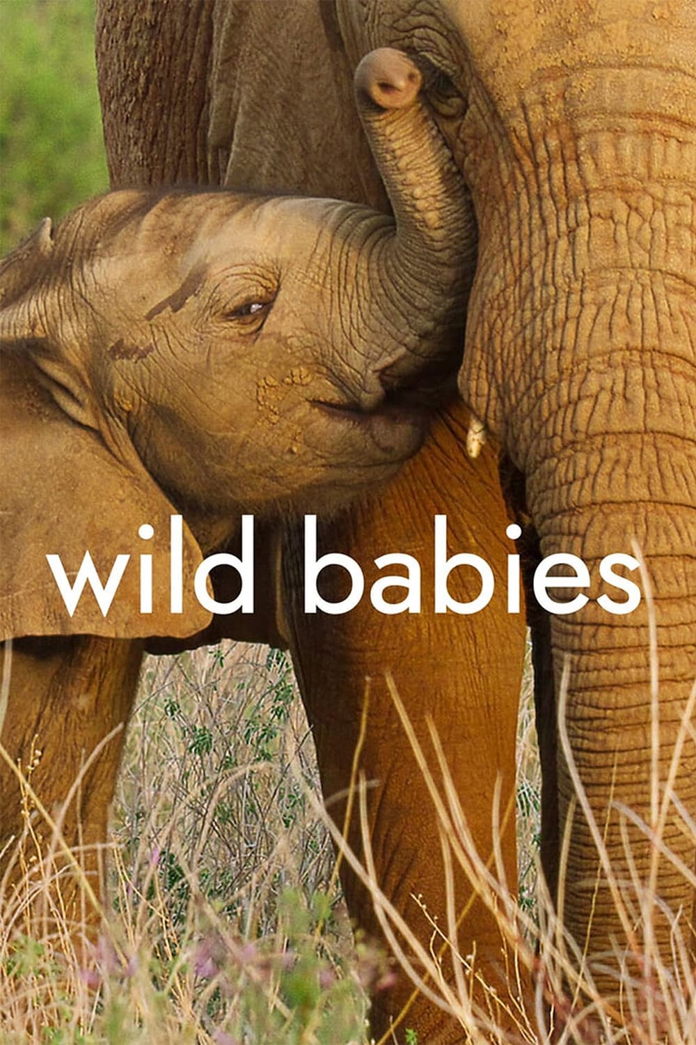 Wild Babies (2022) เกิดในป่า EP.1-8 (จบ)