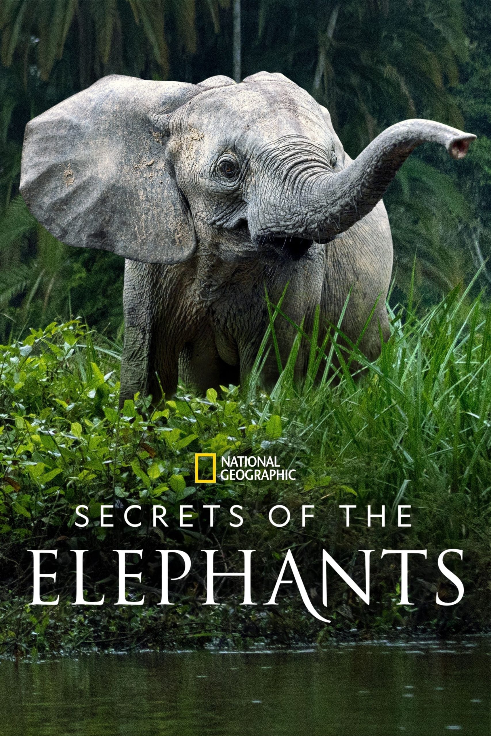 Secrets of the Elephants (2023) EP.1-4 (จบ)